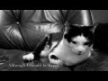 Henri the Existential Cat has an admirer