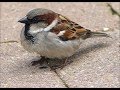 How does House Sparrow Chatter Calls sounds ??
