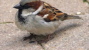 How does House Sparrow Chatter Calls sounds ??