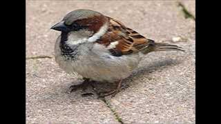How does House Sparrow Chatter Calls sounds ??