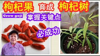 店里买的枸杞果（籽）育成枸杞树，掌握这几个关键点，必成功！How to sprout goji berry seeds/Mars Hydro