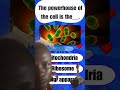 mitochondria