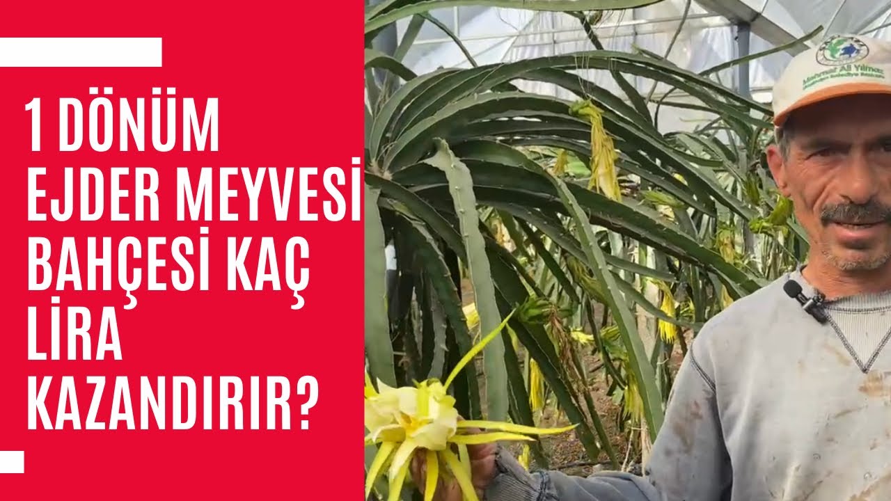 1 Dönüm Ejder Meyvesi Bahçesi Kaç Lira Kazandırır? - Ejder Meyvesi Yetiştiriciliği