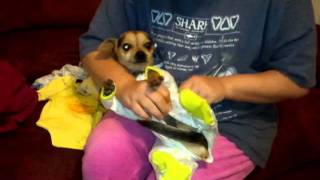 Cocoa Tries Out Baby Clothes