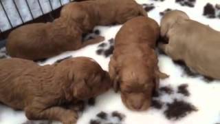 Cockapoo puppies 12 days old by Natalie AC 2,697 views 8 years ago 2 minutes, 17 seconds