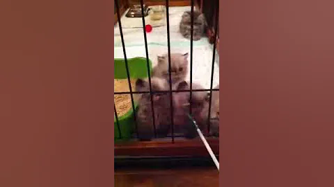 Kittens