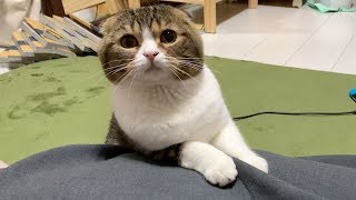 スカート掘るの楽しすぎwww謎の趣味に目覚めた猫！