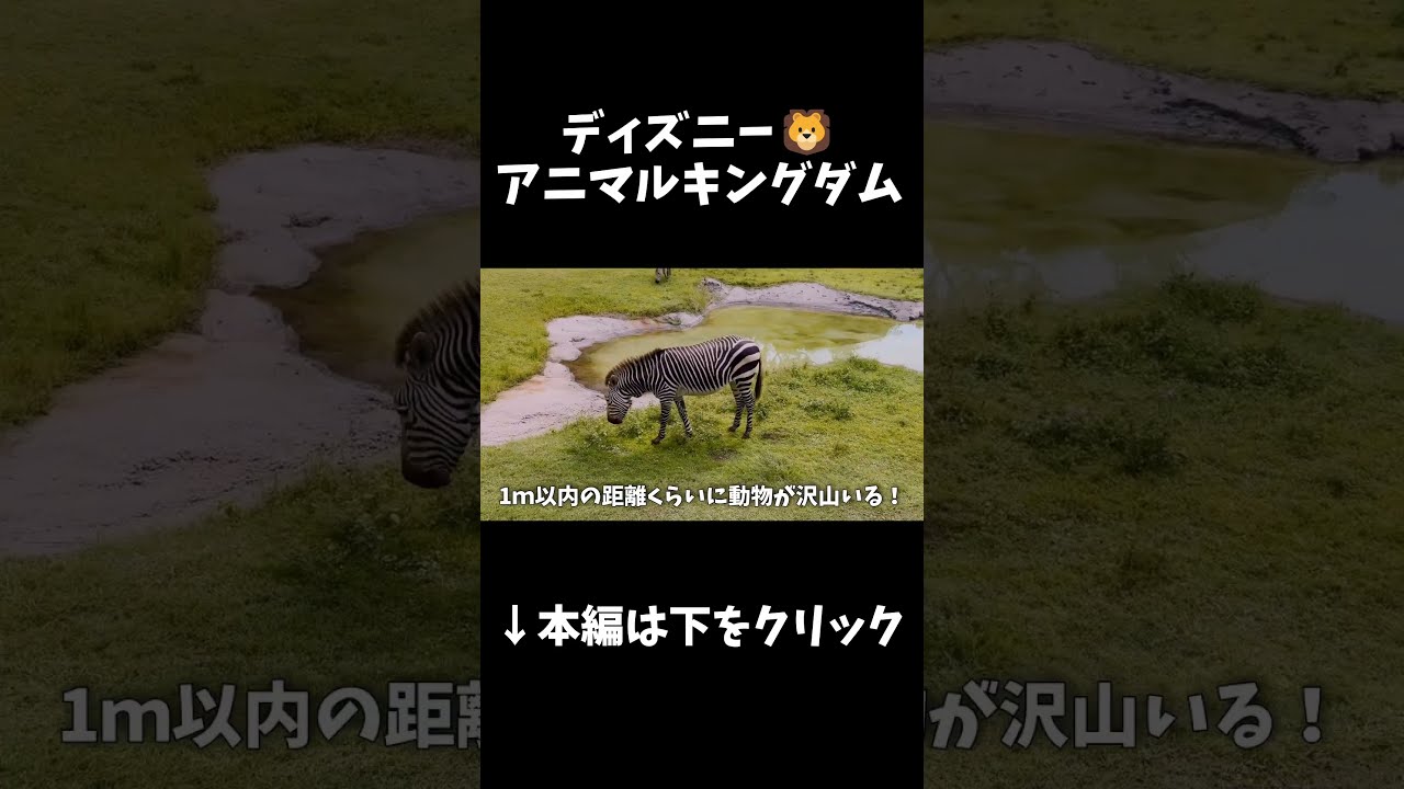 えっ・・・、ここってディズニーだよね🤨WDWアニマルキングダム