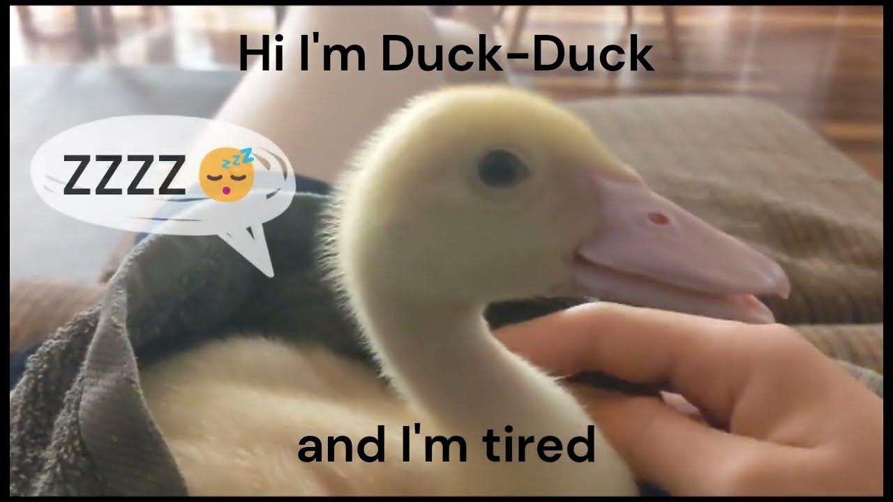 DuckDucks Tired YouTube