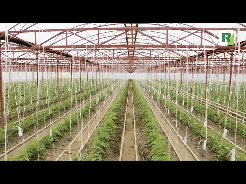 Video: Ascochitis Van Plante