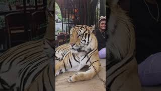 tiger topia in Thailand