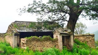 10 YEARS OF PRISON LIFE ~ renovating my old house after getting out of prison ~ CLEANING UP WEEDS