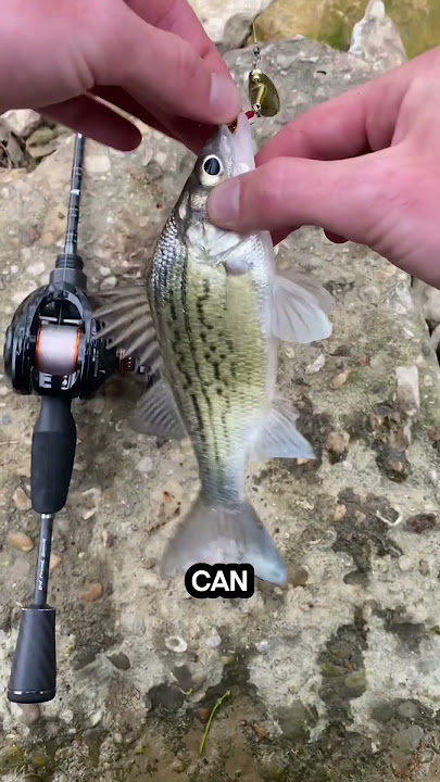LEFT vs. RIGHT HAND – WHAT'S BEST For Fishing Reels – Keeping KastKing Lit  With Joel 
