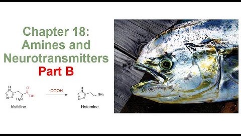 Chapter 18 Amines and Neurotransmitters Part B F 21