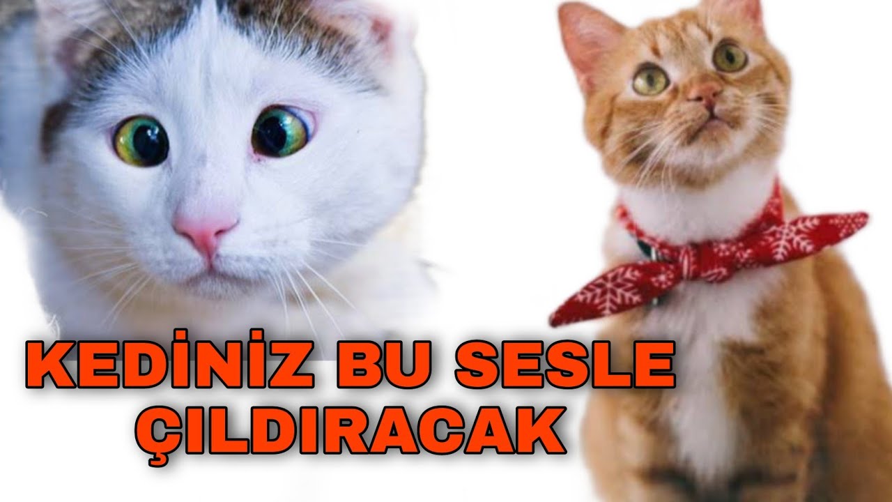 Gercek Kedi Sesi Kedinizi Cildirtin Kedi Dunyasi Youtube