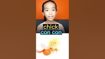 các con vật bằng tiếng anh - cách đọc các thành viên gia đình gà