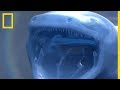 La salamandre gante immense prdateur subaquatique