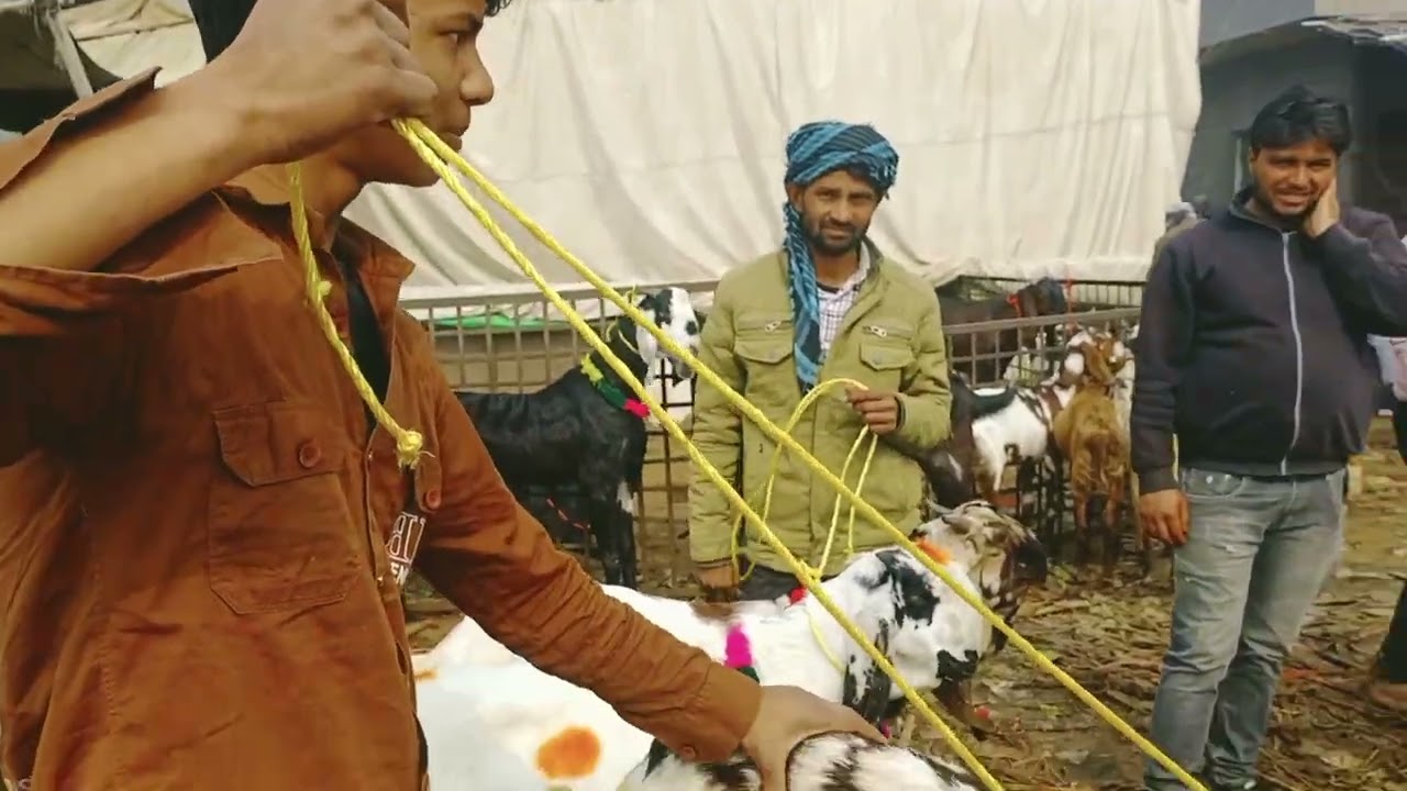 31/01/2026 Ghazipur bakramandi live update ##bakramandi #goatfarming #beautifullgoats #facts 