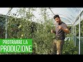 Potatura POMODORI per produzione AUTUNNALE