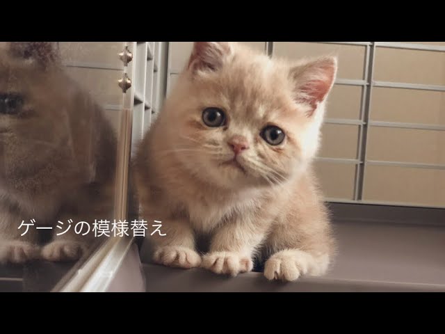 ケージにハンモックを付けてみた【エキゾチックショートヘア】 - YouTube