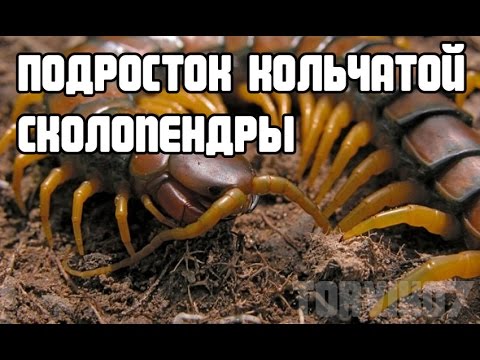 кольчатая сколопендра фото онлайн