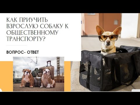 Как приучить собаку к транспорту? Как научить собаку   ездить в тролейбусе, автобусе, машине