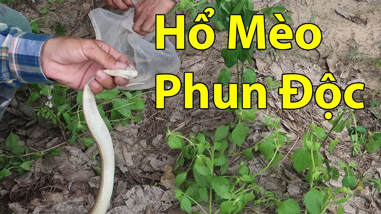 Động Rắn Hổ Mèo - Bẫy Rắn Võ Minh Phụng
