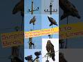 Surprising Threat to Birds Near Power Lines #shortsfeed #facts #animals #shorts #birds #savebirds