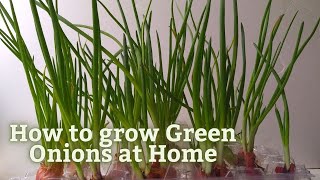 Try This Awesome Idea To Grow Spring Onions At Home | Grow Green Onions | How to Grow Spring Onions