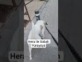 Hera Hanım ile Sabah Yürüyüşü - Farklı Konular
