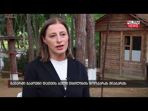 ცაგერში ნაპოვნი დათვის ბელი თბილისის ზოოპარკს მიაბარეს