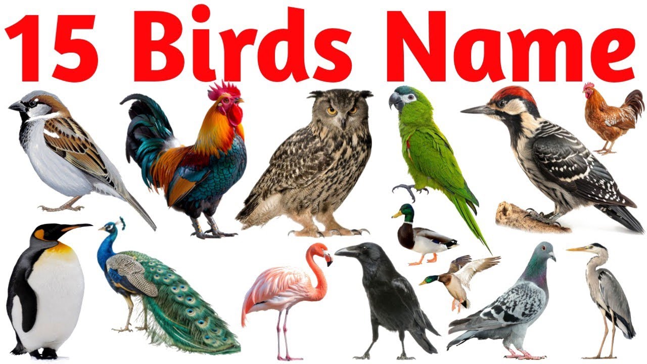 Birds Name in English and Hindi | Learn Birds for Kids | Kids Learning Video | Cute Birds Sounds