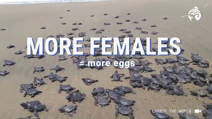 How Climate Change is Impacting Sea Turtle Sex | Ocean Wise