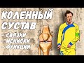 03. КОЛЕННЫЙ СУСТАВ. Мениски, связки. Их строение и функции.