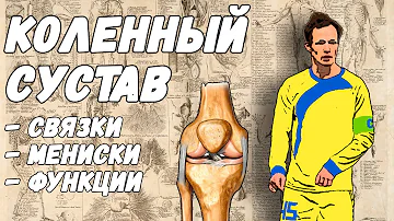 03. КОЛЕННЫЙ СУСТАВ. Мениски, связки. Их строение и функции.