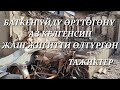 Бауыржан - Тажиктер өрттөгөн үйгө келдим өлгөн жигиттин каны сууй элек экен