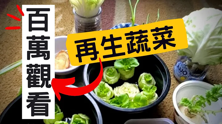 【不用种子直接种的菜】详细介绍菜生菜 | 再生蔬菜 | 再生经验分享 | 不用种子的蔬菜 | 不用种子的蔬菜 | 超市买来就种 | 以菜种菜 | 百万观看 - 天天要闻