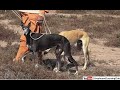 old age dogs walking for hunting