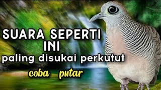 PANCINGAN BURUNG PERKUTUT SULIT BUNYI || BURUNG PERKUTUT GACOR DOR