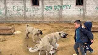 puppy suddenly attacked children