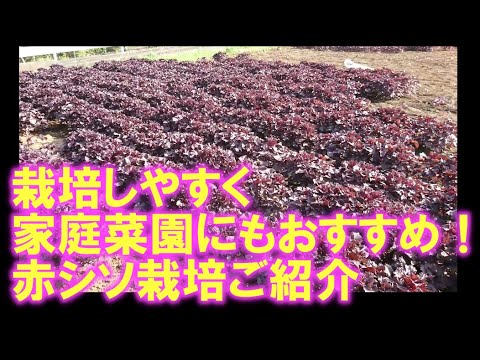 栽培しやすく 家庭菜園におすすめ 赤シソ栽培のご紹介 Youtube