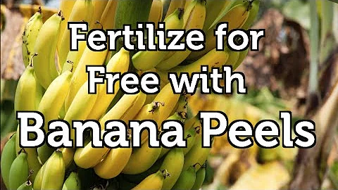 Fertilize your Organic Garden for Free with Banana Peels