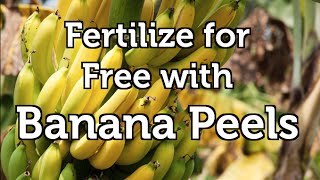 Fertilize your Organic Garden for Free with Banana Peels