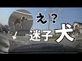 【迷子犬ビーグル 前編】道で迷い犬と遭遇！保護しました～多頭飼い～チワワ シーズー ミニチュアピンシャー トイプードル