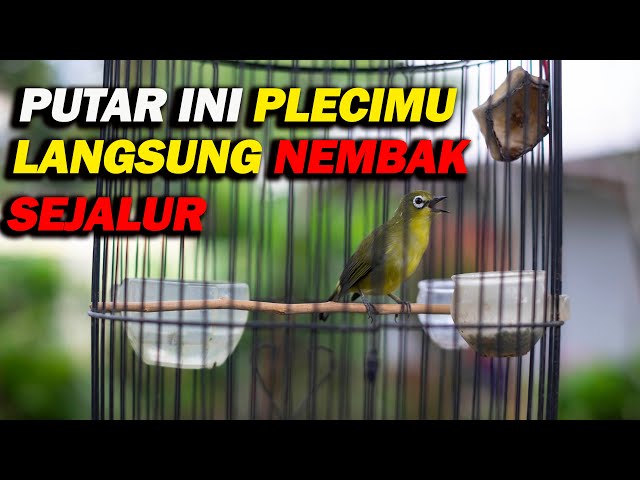 PANCINGAN PLECI NEMBAK WIT WIT KENARI SEJALUR PANJANG , MASTERAN PLECI HANDAL !!!! class=