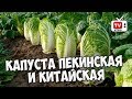 Капуста пекинская и китайская 🌱 Обзор лучших сортов от HITSAD.TV