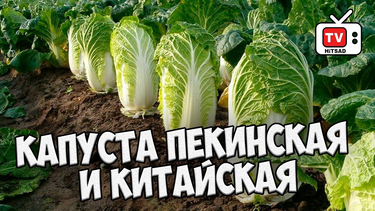 Капуста пекинская и китайская 🌱 Обзор лучших сортов от HITSAD.TV