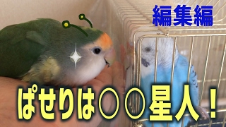 うめのお喋り「ぱせりは○○星人！」②　編集編　セキセイインコ・Talking budgie