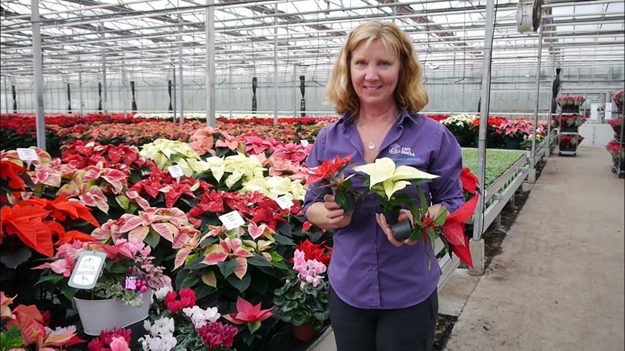 Pentland Plants - Scottish Poinsettia Grower - Care Tips - Variety ...