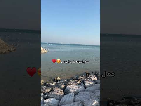 اصوات طيور النورس اكسبلور Waves Beach Love بحر